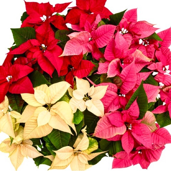 ππ€ππ΄ππ€ππ΄ππ€ππ΄ππ€ππ΄ - Picture 1 of 13